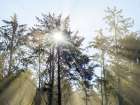Washington State, USA. Olympic National Park, Rialto Beach, sunrays through trees in fog. Art Print